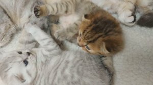 Котята дерутся Два маленьких брата играют вместе и мяукают Скоттиш фолд