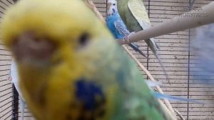 ? Учим попугая по имени Аркаша говорить, видеоурок 1: "Аркаша красавчик"