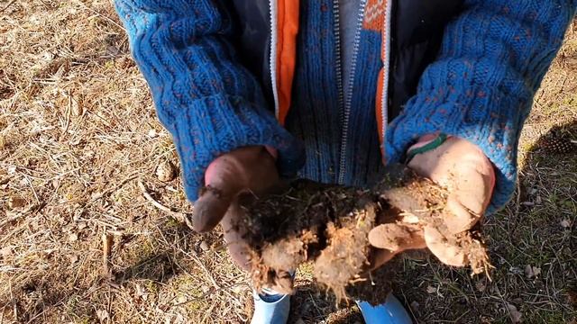 Пересаживаю елочки 2. Не мусорь в лесу. смотреть онлайн