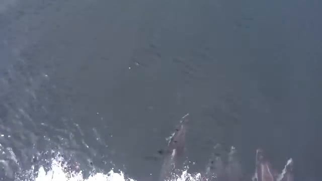 Японское море,дельфины