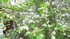 БОЯРЫШНИК КРУПНОПЛОДОВЫЙ: ПРИМЕНЕНИЕ ОТ ЦВЕТОВ ДО ШИПОВ