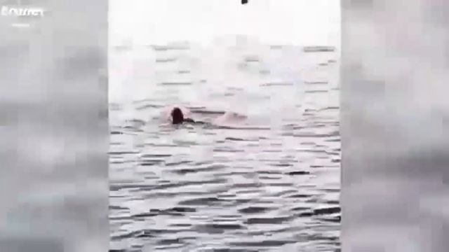 Турист расказал о подробностях как произошел трагедия#новостисегодня #акулаегипет#египет#акула смотреть онлайн