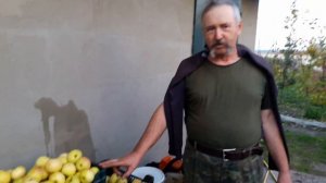 Моченые яблоки: Пепин литовский