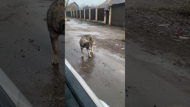 Щенок бегает за машиной трогательное видео