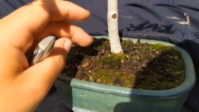 Цветение оливкового дерева. Как ухаживать за бонсай из оливы (Olea europaea).