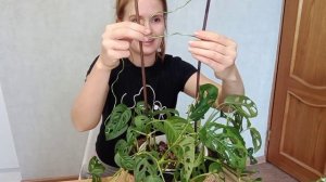 ОПОРА для МОНСТЕРЫ из подручных средств