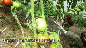 81 сорт томатов "живьем" сразу в одном видео! Экскурсия в теплицы коллекционера сортов томатов!