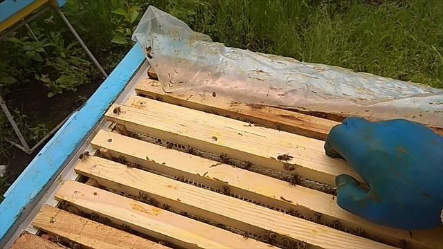 Мёд с акации. Облёты после дождей. 05.06.2021 смотреть онлайн