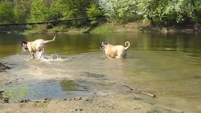 Английский мастиф English mastiff смотреть онлайн
