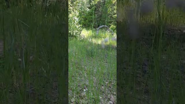 жук майский а уже июнь ))) смотреть онлайн