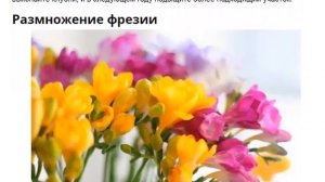 Фрезия. Посадка и уход за фрезиеей. Красивые цветы для сада.