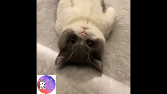Самые смешные животные 😍 Приколы с котами и собаками 2023 😍 ## Часть 1