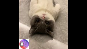 Самые смешные животные 😍 Приколы с котами и собаками 2023 😍 ## Часть 1