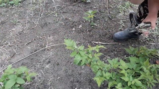 Формирование и  прищипка    ремонтантной ежевики Фридом, Черная магия. Травеллер и др. - №2
