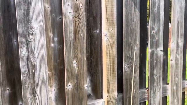 Shopping Trip to buy New Plants for my Garden | Zephirine Drouhin Rose| Nino and Lo смотреть онлайн