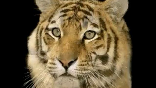 Кот в тигра смотреть онлайн