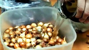 Лук уходит в стрелку. Почему?