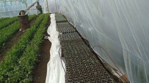 Клубника: на малообъемке