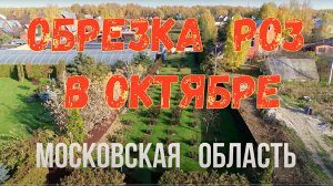 Осенняя обрезка роз Октябрь 2021