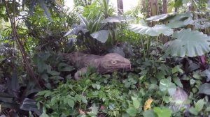 Сафари-парк Chimelong в Гуанчжоу. Катаемся на поезде по сафари.