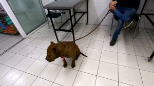 Питбуль Граф на приеме у ветврача. Лучше поздно чем никогда ) Лечим Графика.