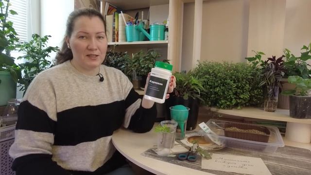 КАК РАЗМНОЖИТЬ ИПОМЕЮ БАТАТ ЧЕРЕНКАМИ , ЧТОБЫ НЕ ПОКУПАТЬ ДОРОГИЕ САЖЕНЦЫ