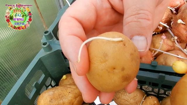 ТАКОЙ КАРТОФЕЛЬ САЖАТЬ НЕЛЬЗЯ! Почему нельзя высаживать пораженный вирусами картофель?