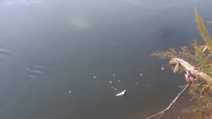 Кораблик для рыбалки. Жерех.