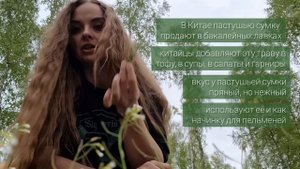 Сорняк, который незаслуженно выбрасывают, хотя он вкусен и полезен: пастушья сумка (растёт и в лесу