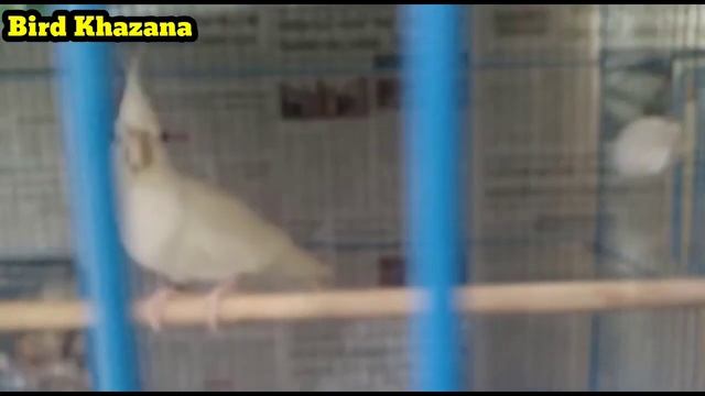 3 Pair Cocktail With Eggs Albino, V Pide, Perl Location Ahmedabad Gujarat смотреть онлайн