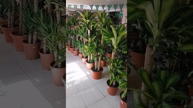 😍😍😍 dracaena massangeana plant #short