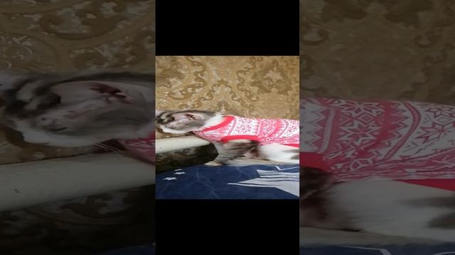 Приколы с кошками #кошки #приколыскотами #смешныевидео
