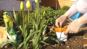 УХОД ЗА ДЕКАБРИСТОМ В ДОМАШНИХ УСЛОВИЯХ // ПЕРЕСАДКА