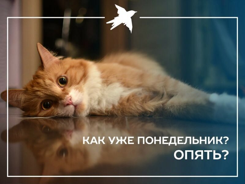 Утро Понедельника! Удачной Недели!