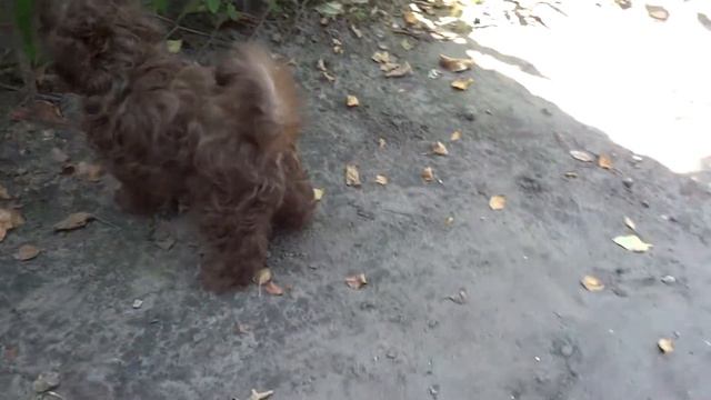 Наймулуна Лайн Глоксиния смотреть онлайн