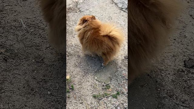 Шпицули