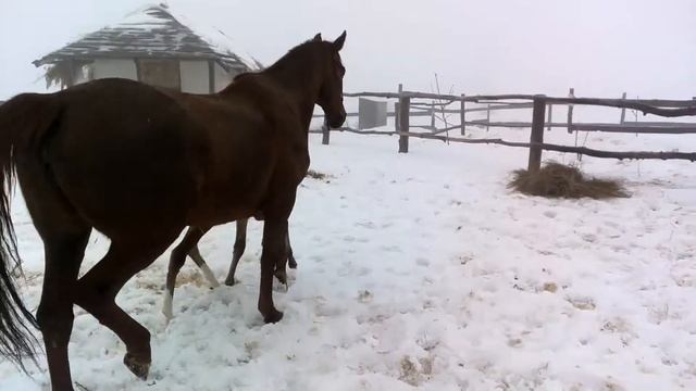 Кобылка на выгуле смотреть онлайн