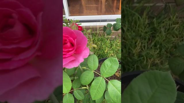 Rosa Pascali, Gertrude Jekyll, and Paul Cezanne