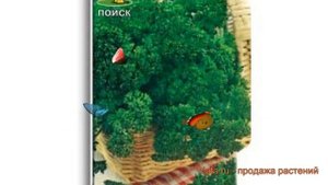 Петрушка обыкновенная Мооскраузе 2 кудрявая ? обзор: как сажать, семена петрушки