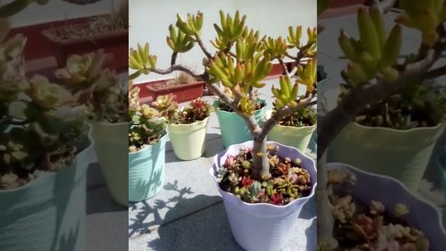 Bonsai de suculenta Crassula ovata Gollum