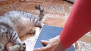 Как взвесить кота?