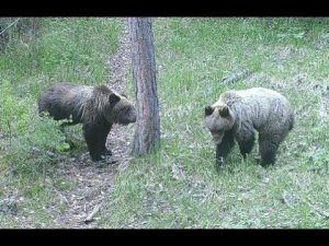 Медведица и её медвежата-двухлетки в Алтайском заповеднике