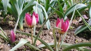 ЦВЕТЫ КРАСНАЯ КНИГА РОССИИ