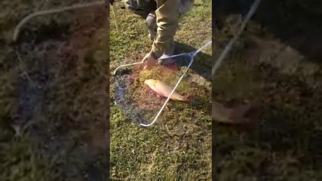 Велинка 21.04.2016 карп смотреть онлайн