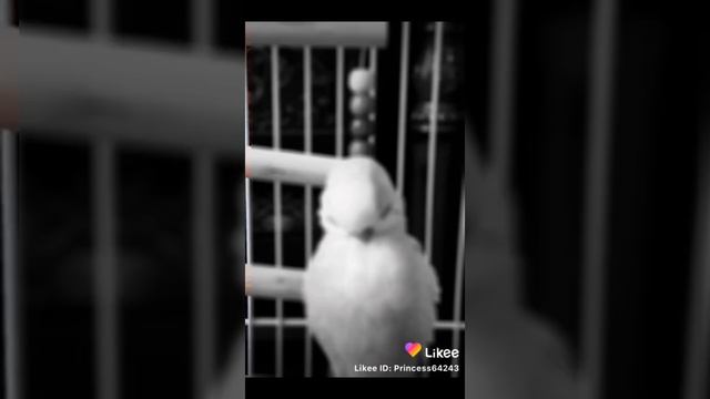 Мои Волнистые Попугаи: 🐦 Капелька и Аврон 🕊 Все мои видео про попугаев за 2020 год! смотреть онлайн
