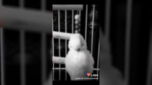 Мои Волнистые Попугаи: 🐦 Капелька и Аврон 🕊 Все мои видео про попугаев за 2020 год!