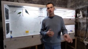 Зимнее разведение канареек. Старт сезона 2023/2024