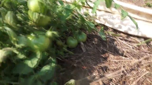 Непасынкующиеся томаты. Томаты без ухода. Сорта "Монгольский карлик" и "Непас 12". смотреть онлайн