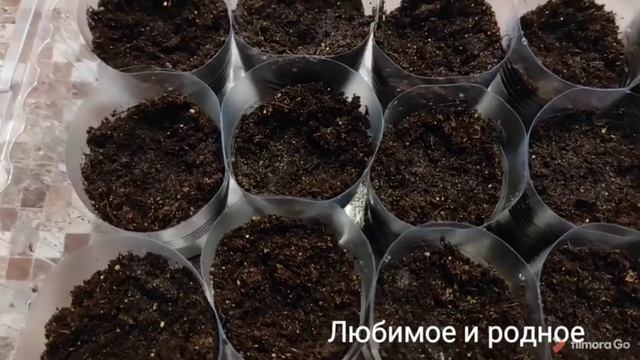 Черенкование петунии весной.Легко и просто!!!