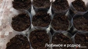 Черенкование петунии весной.Легко и просто!!!